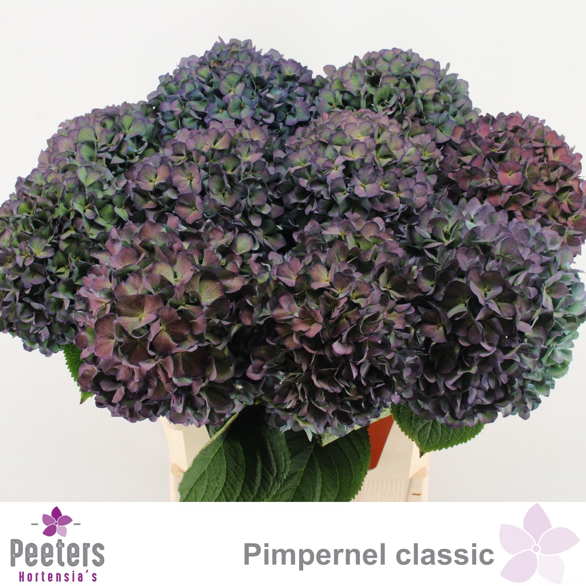 Hydrangea Pimpernel Classic 80cm 23Ø