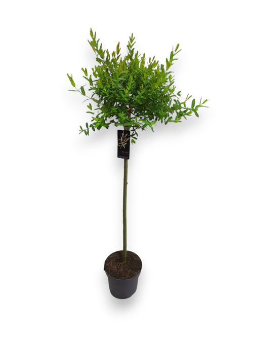 Salix integra Hakuro Nishiki p23 80cm Stra