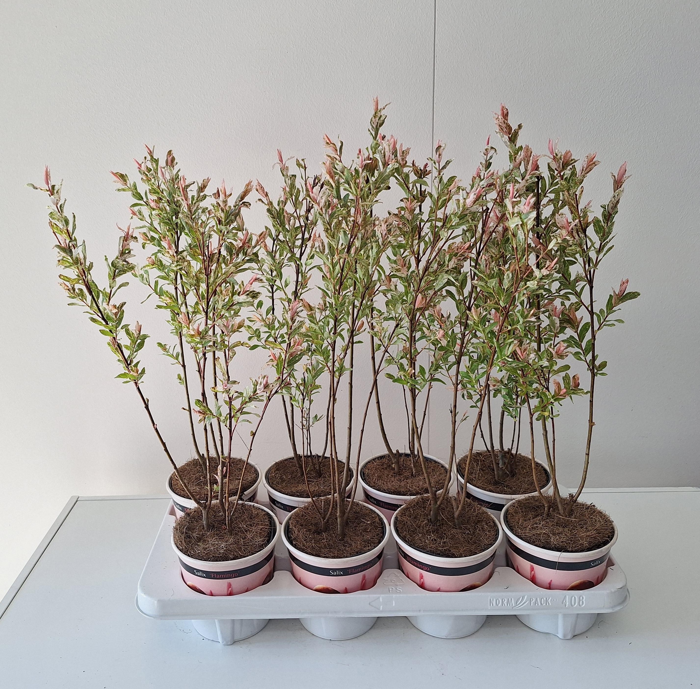 Salix Flamingo bush cup