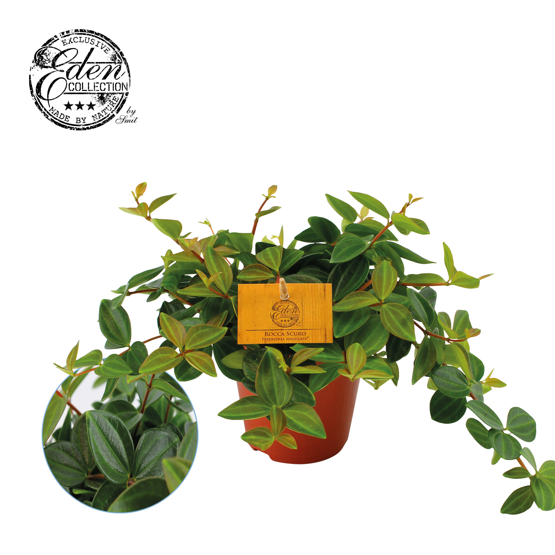 Picture of Peperomia Ang. Roc. Scuro P12 20CM