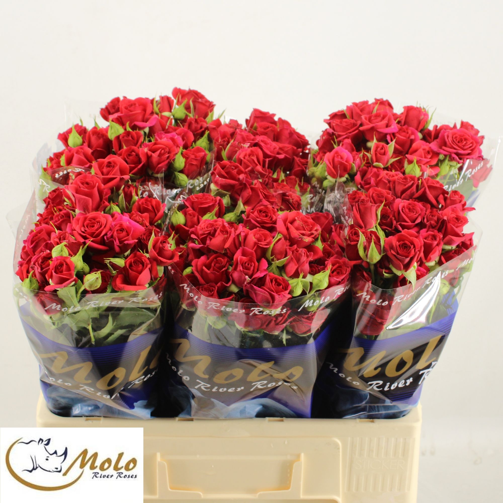 Rosa Spray Mirabel 60cm