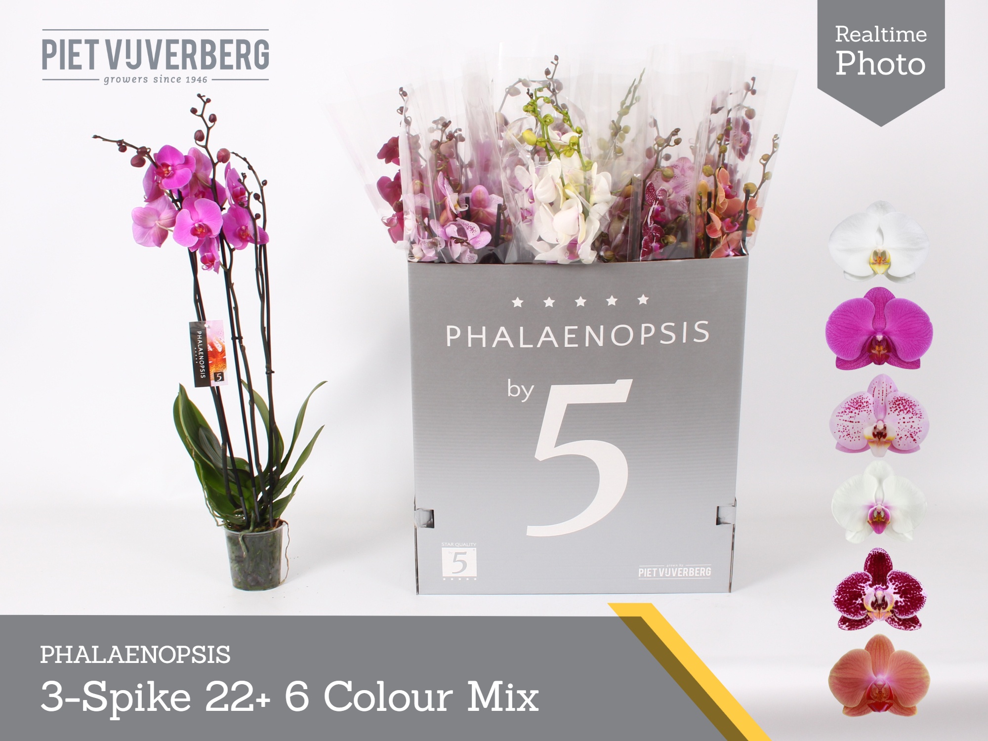 Phal Gem 6 Kl 12P 80H 3TAK 22bloem 23bloei