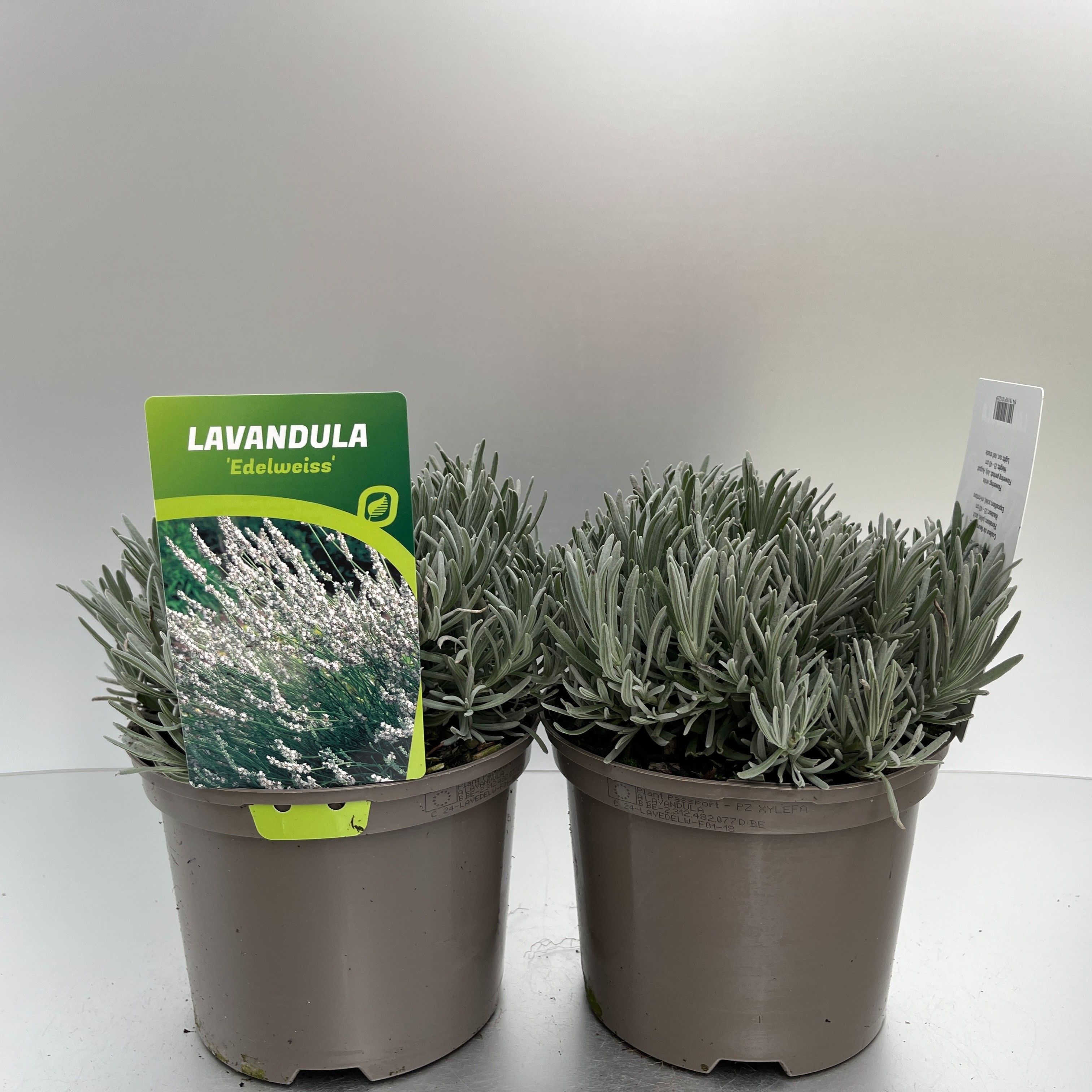 Picture of Lavandula ang. Edelweiss P17 (2 Ltr)