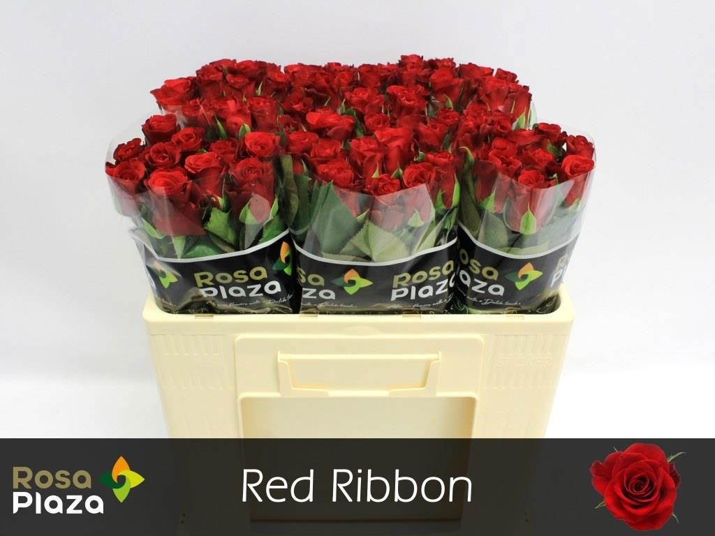 Rosa Red Ribbon 50cm