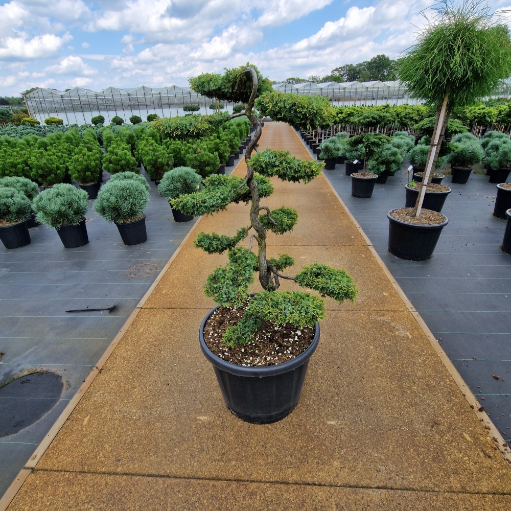 Picture of Juniperus comm. Hornibrookii C80 BONSAI-120/+