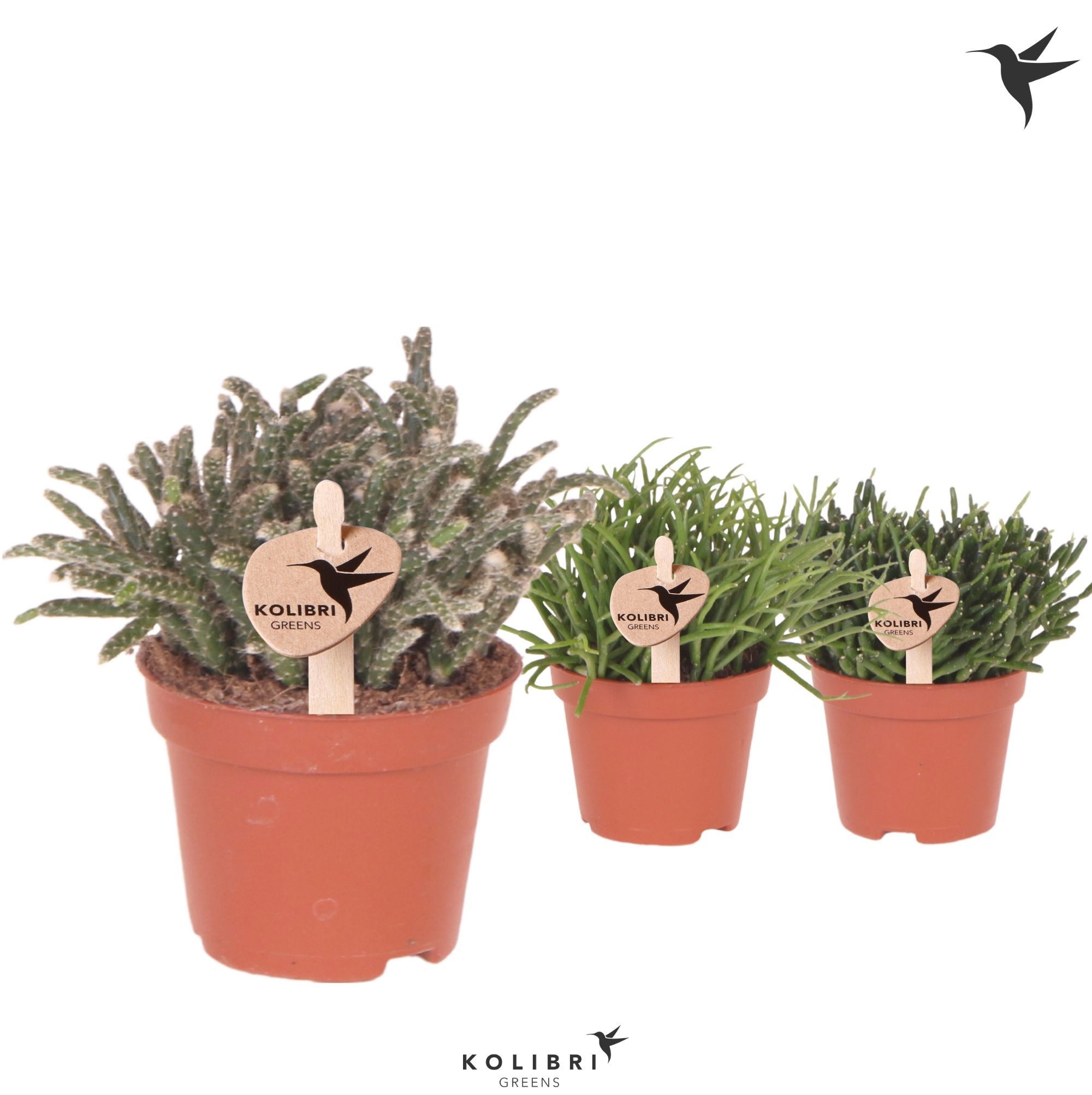 Rhipsalis Kolibri Greens Rhipsalis mix