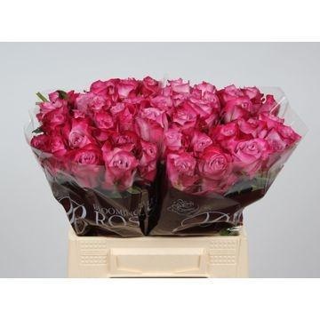 Rosa Deep Purple 40cm