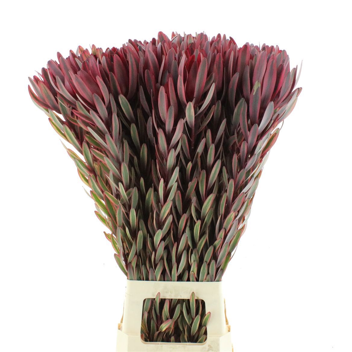 Leucadendron Jester 90cm