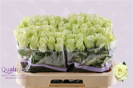 Rosa Snowstorm 60cm
