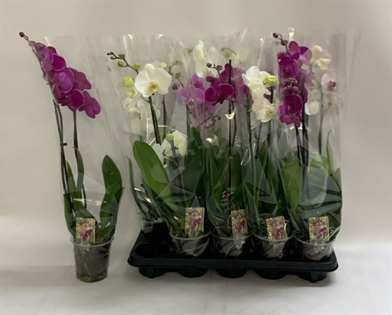 Phalaenopsis Asst 12Ø 60cm