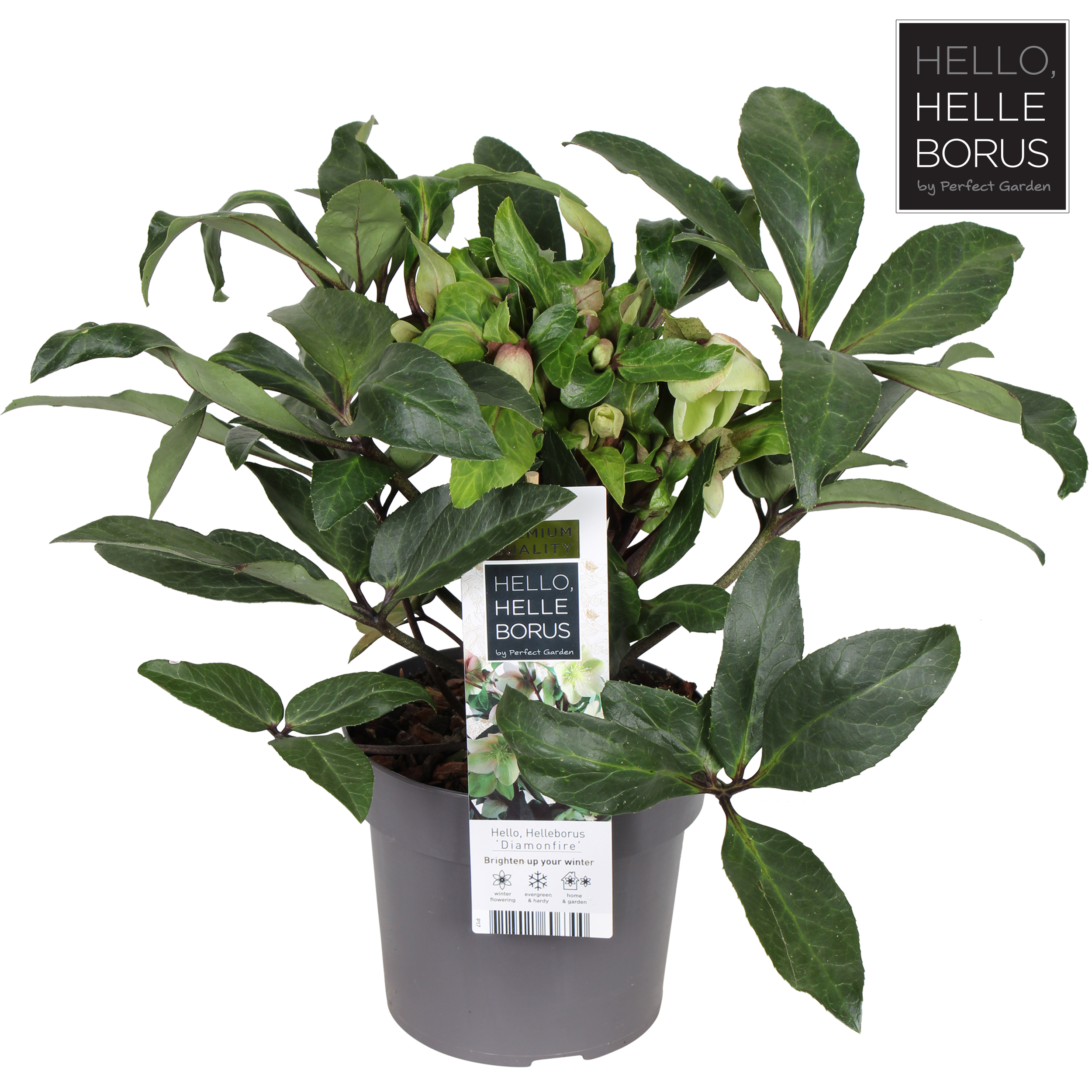 Picture of Helleborus Diamonfire P17 (2 Ltr)