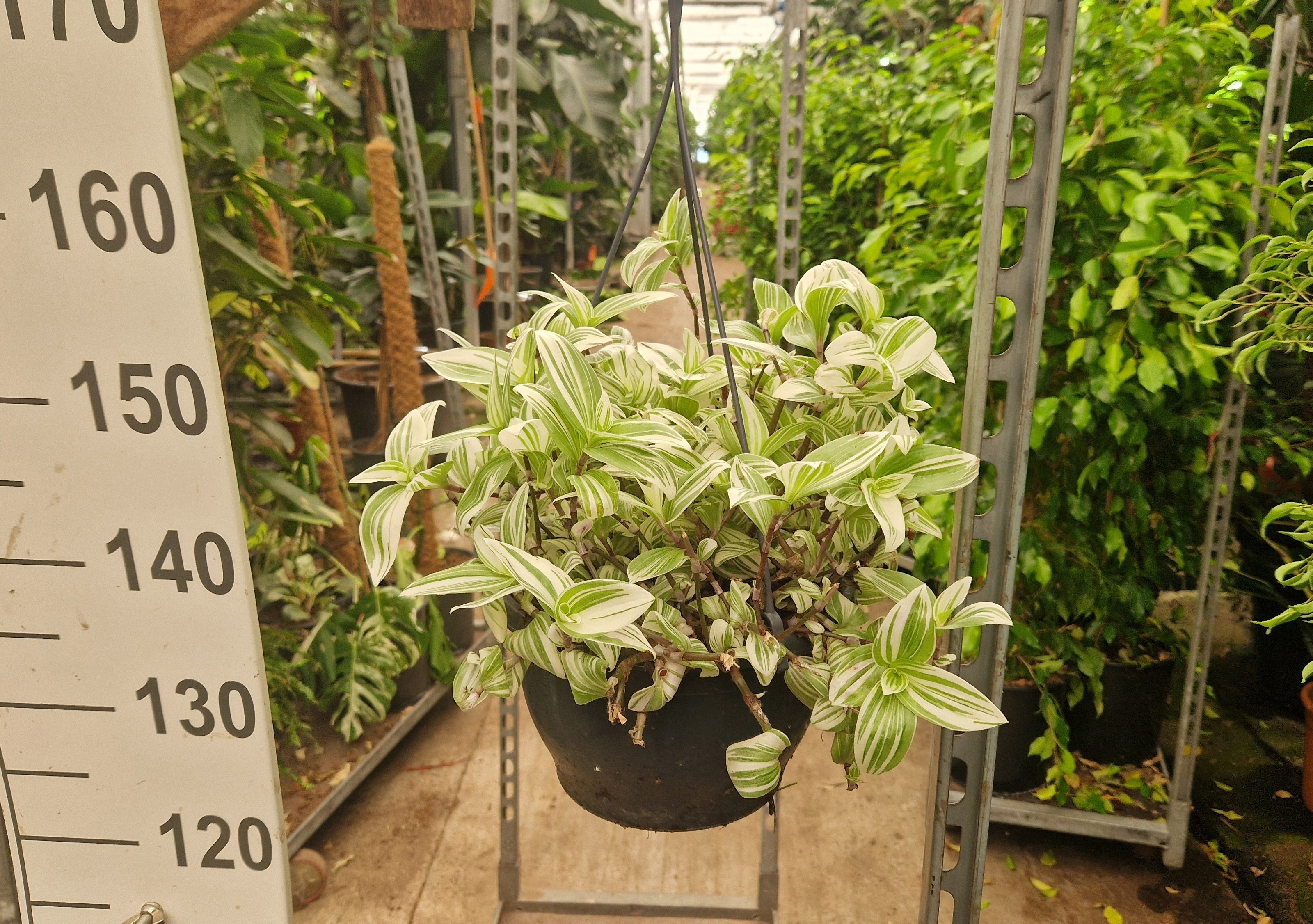 Tradescantia Brightness Hangplant