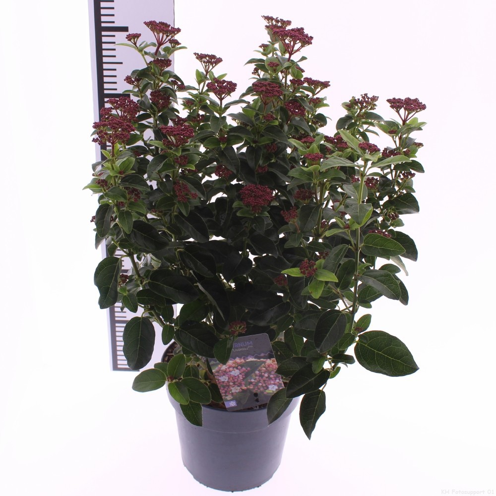 Picture of Viburnum tinus 'Lisarose'