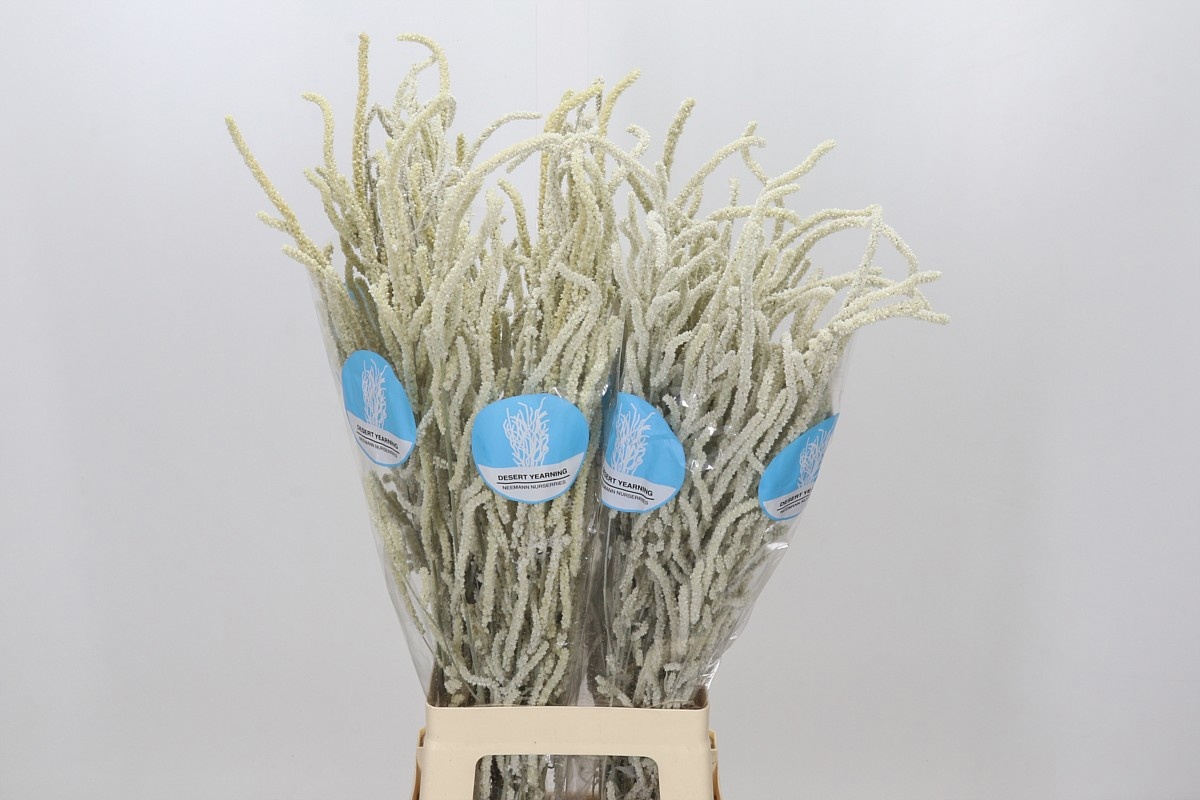 Amaranthus Yearming Desert 80cm