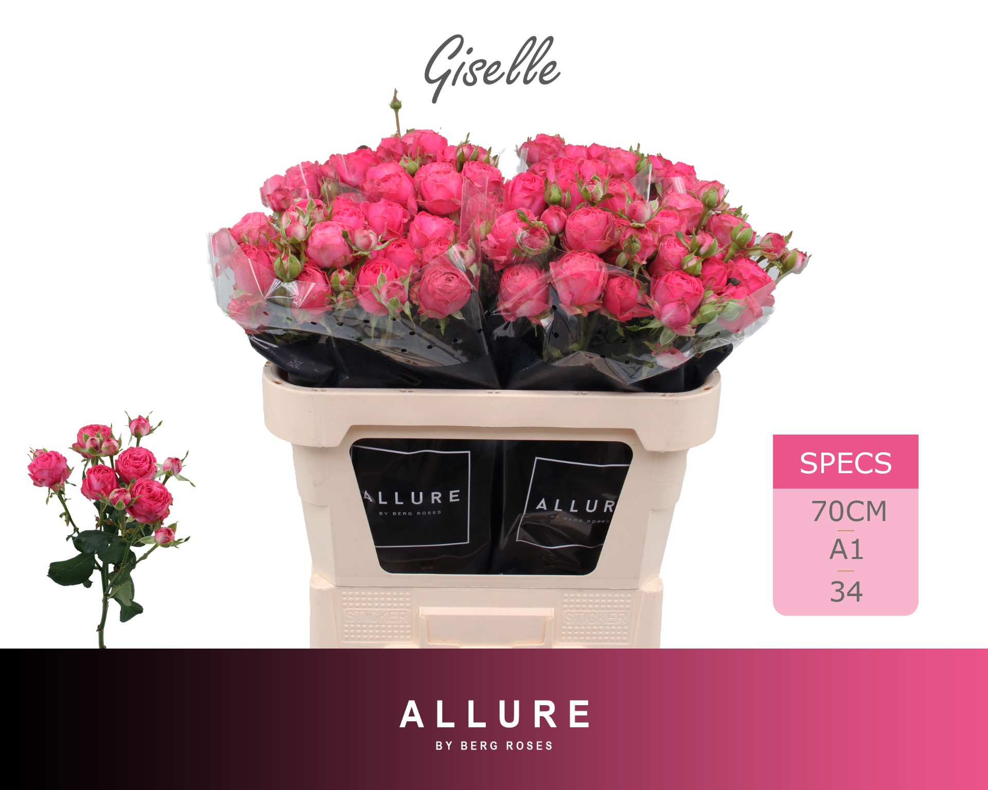 Rosa Spr Giselle 70cm