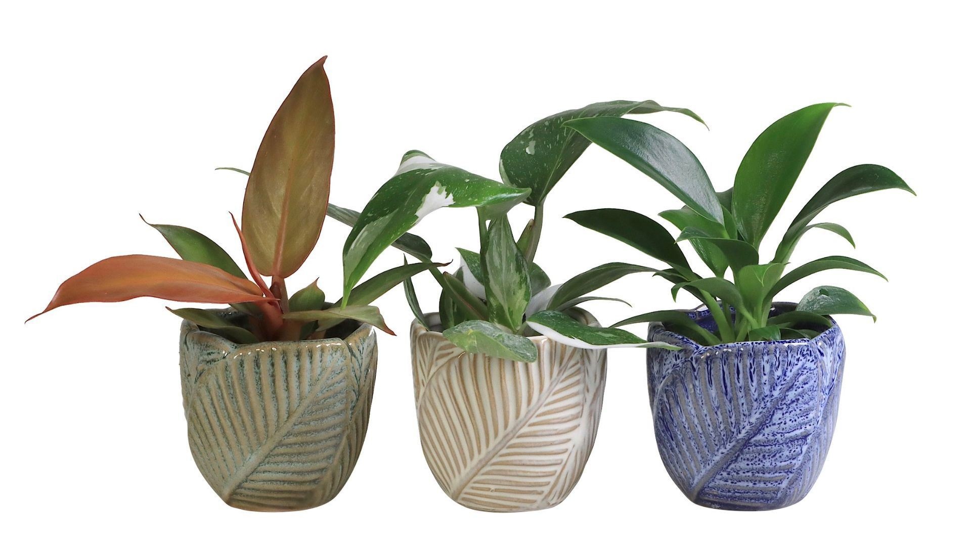 Philodendron L 65947 with Philodendron Mix