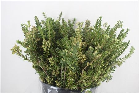 Myrtus Communis 60cm