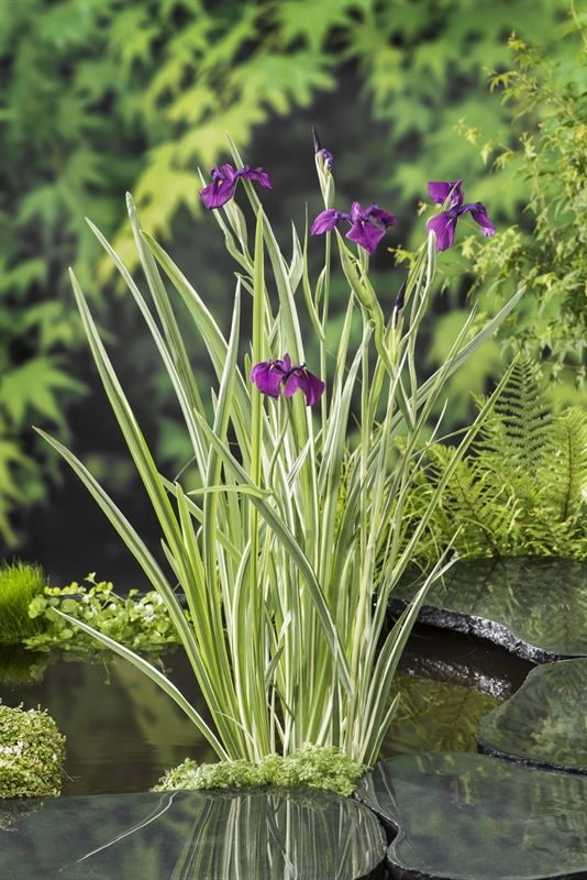 Iris ensata 'Variegata' | Hamiplant