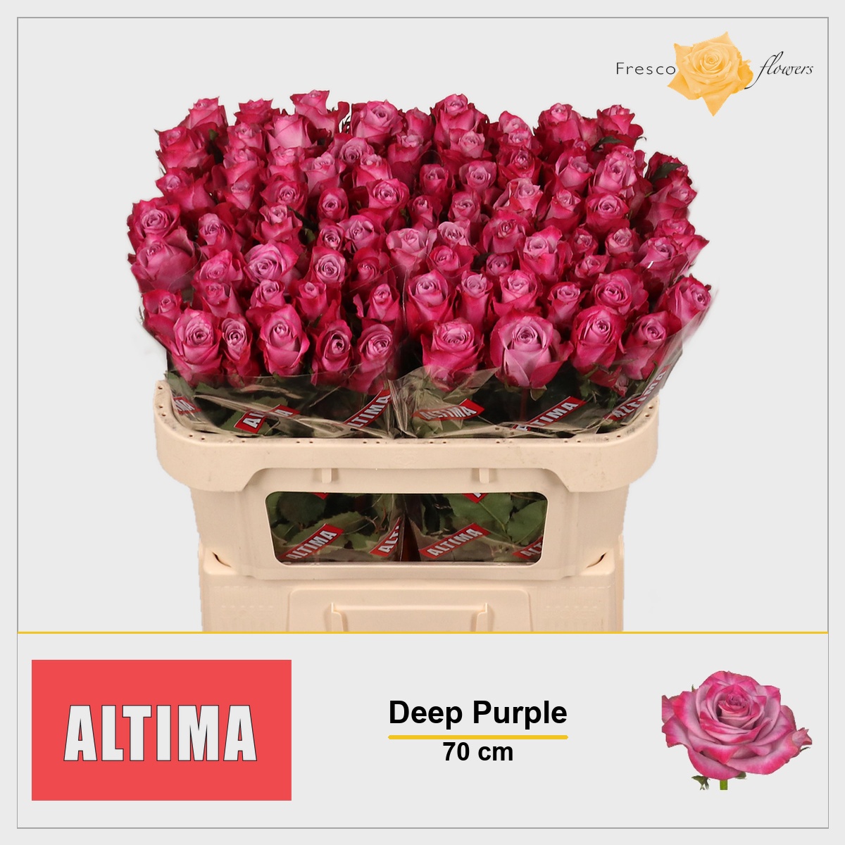Rosa Deep Purple 70cm