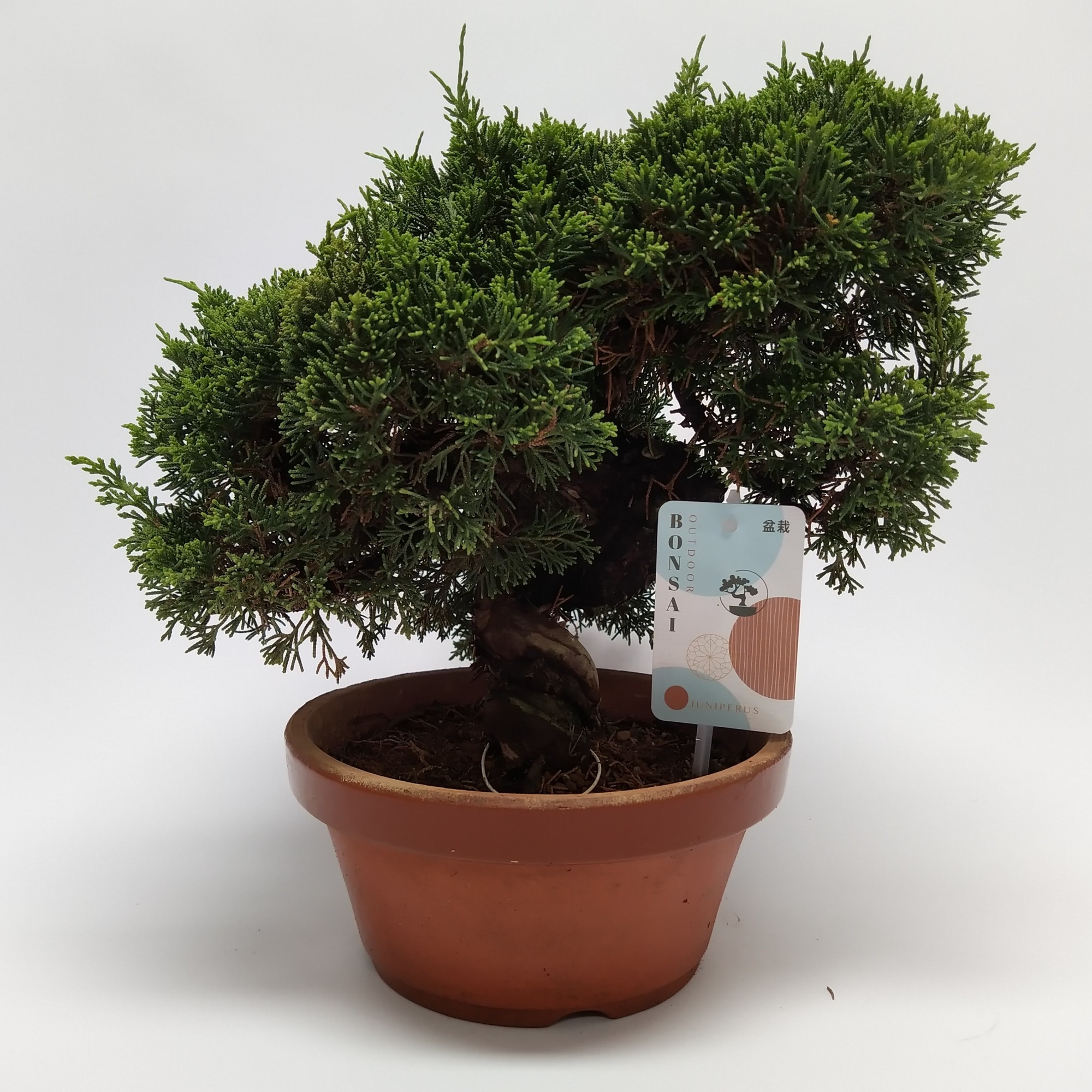 Picture of Bonsai Juniperus chinensis (outdoor) 19-CM-CERAMIC 30CM