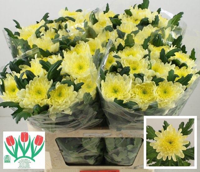 Chrys Single Zembla Cream 70cm 90gram