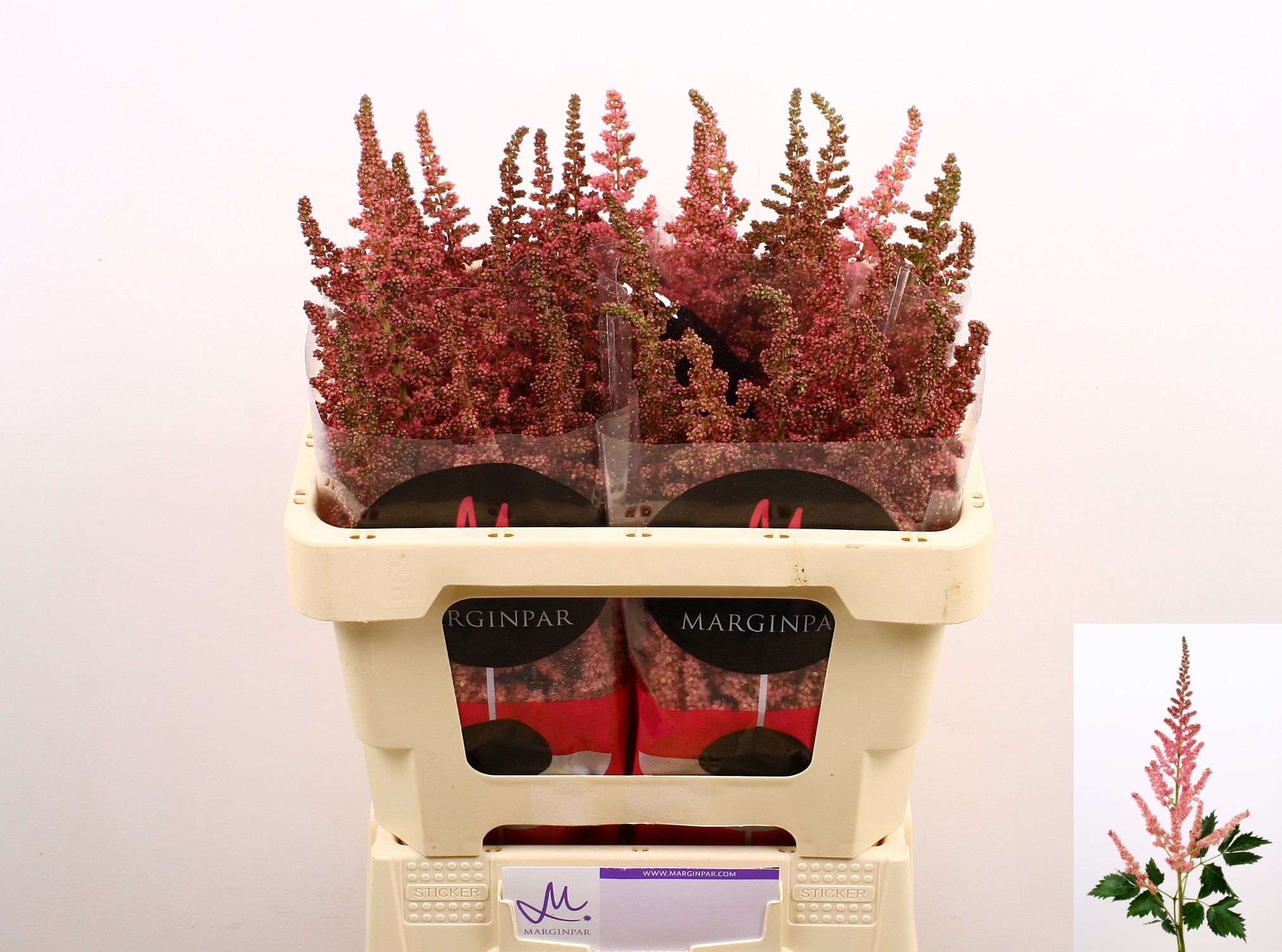 Astilbe Vision Pink 50cm
