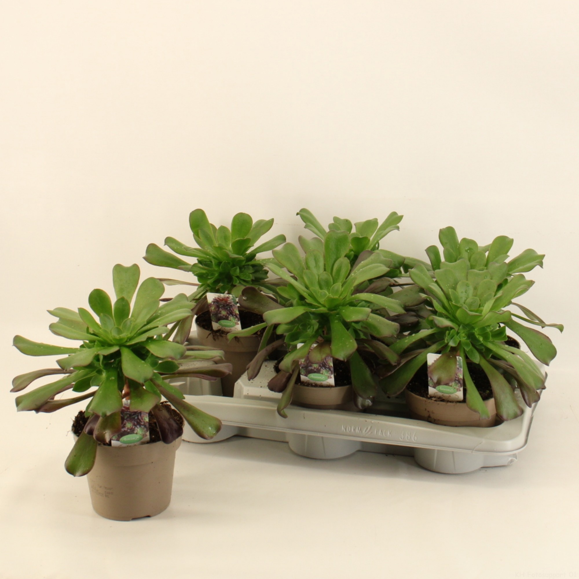 Aeonium arboreum - Aeonium