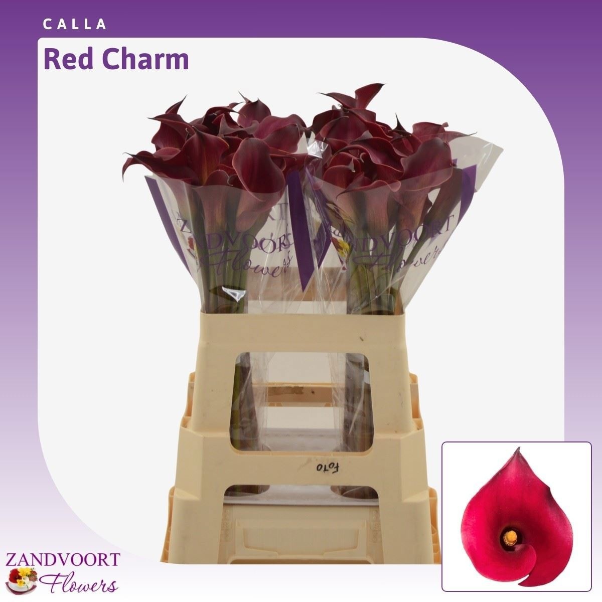 Calla Red Charm 60cm