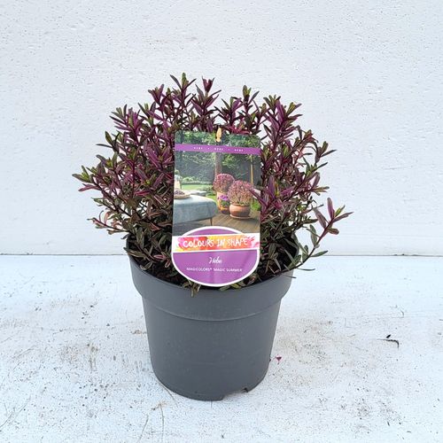 Hebe Magicolors 'Magic Summer' - 'Colours in Shape'p23