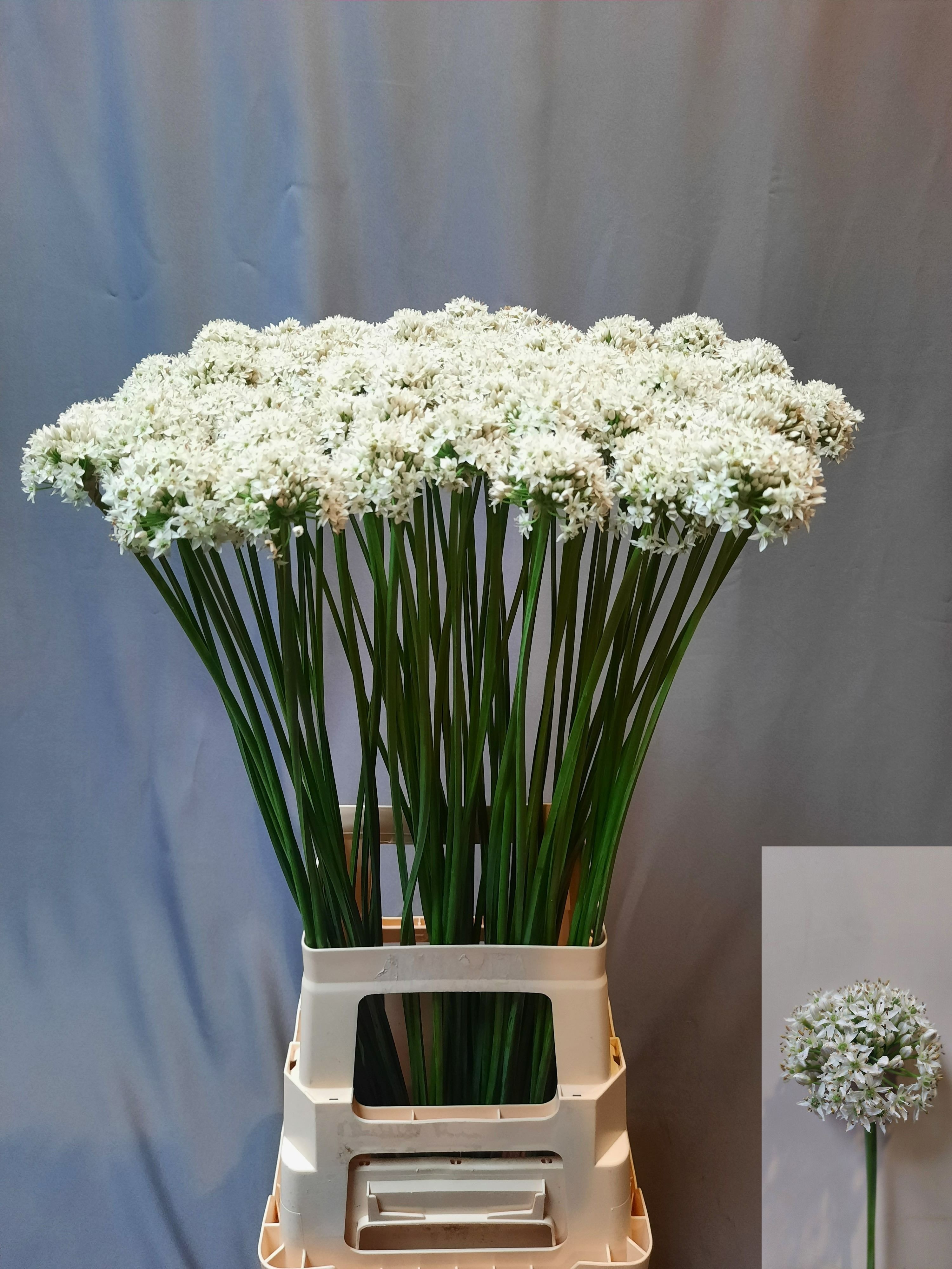 Allium Tuberosum