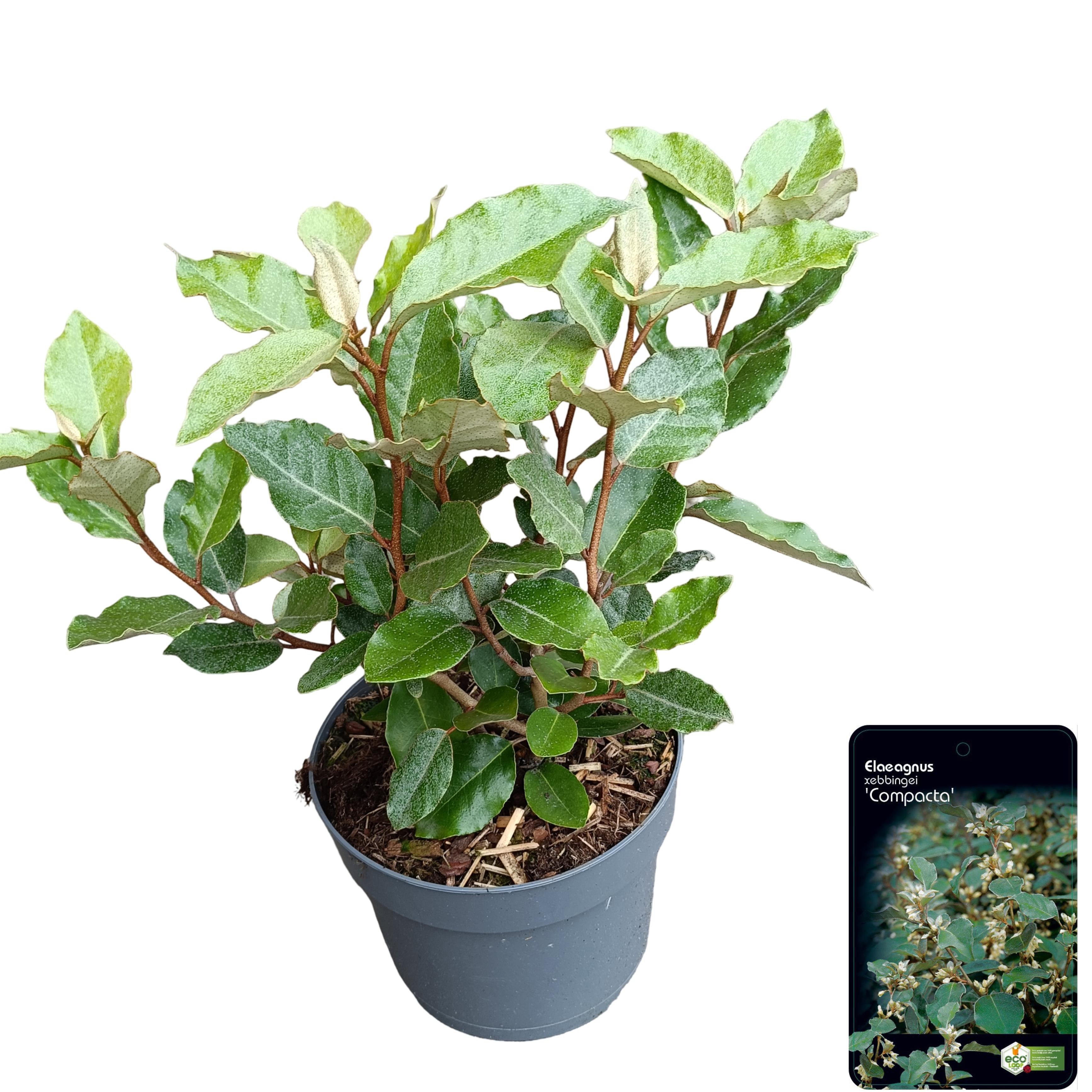 Elaeagnus ebbingei 'Compacta'