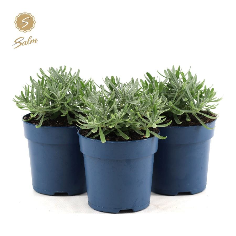 Picture of Lavandula ang. 'Felice'® Collection P10,5
