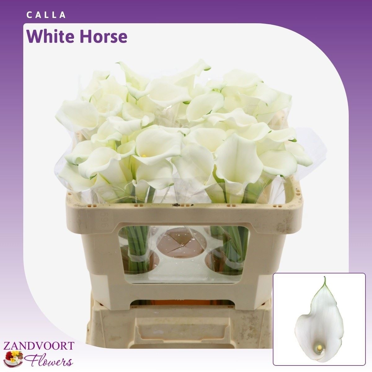 Calla Whitehorse 50cm