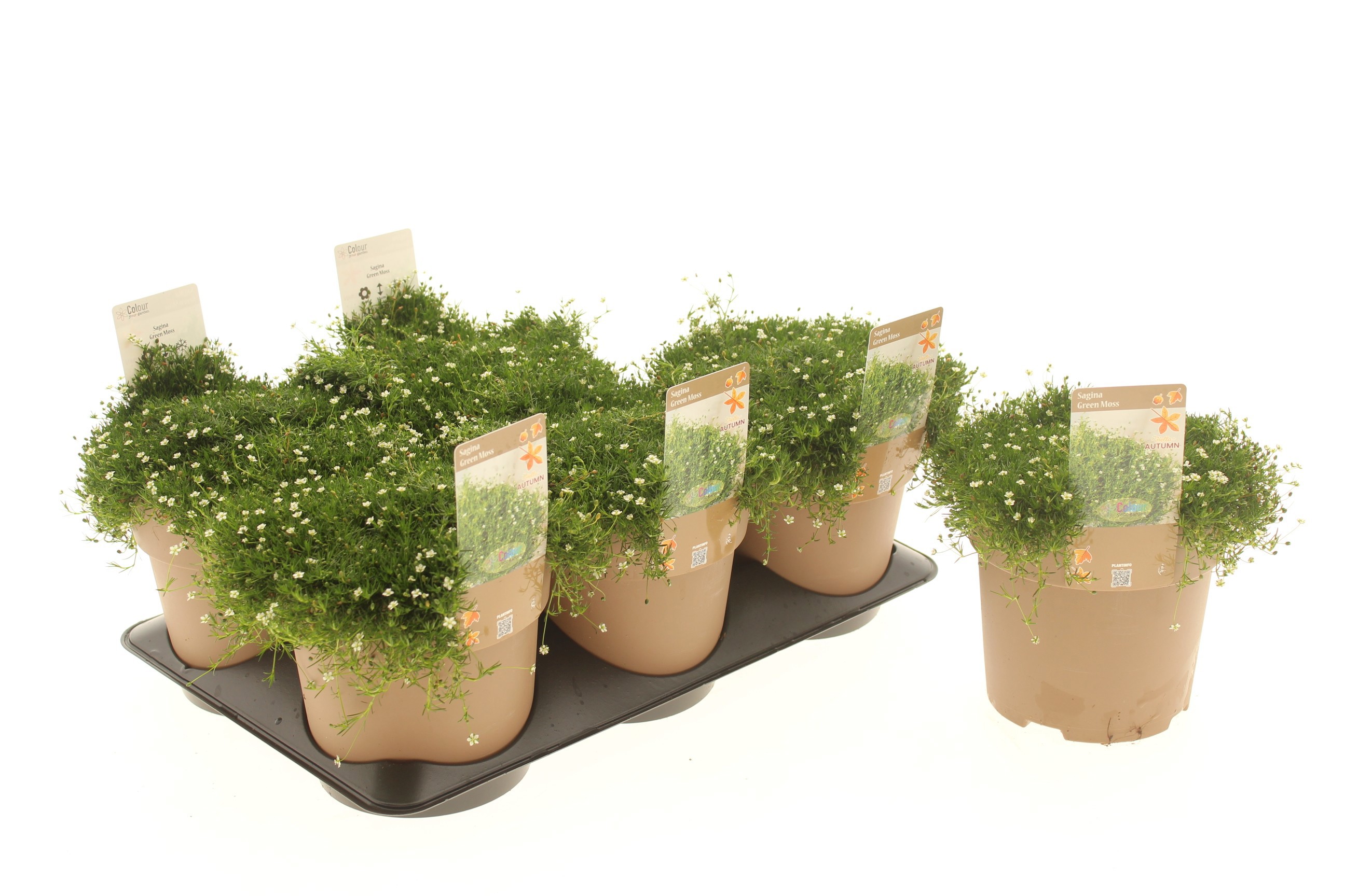Sagina Green Moss