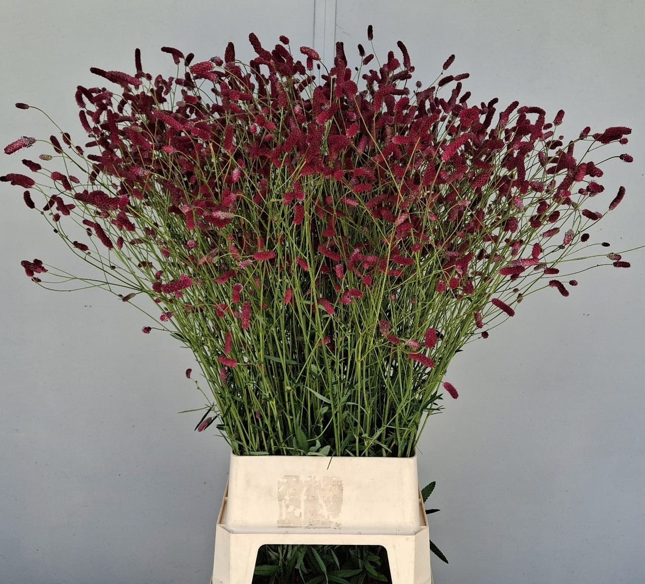 Sanguiso Officinalis