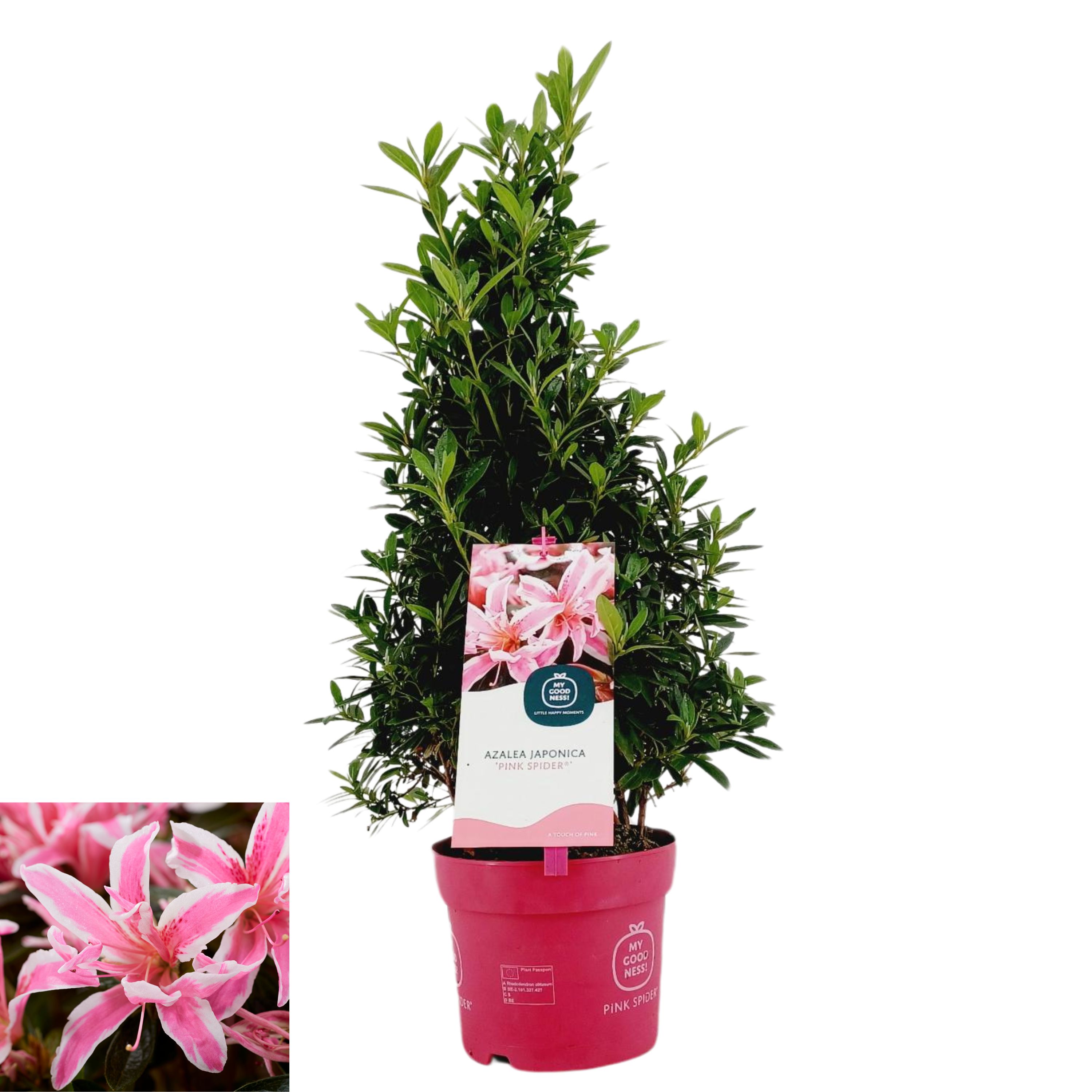 Picture of Rhododendron japonicum Pink Spider P17 (2 Ltr) PYRAMID