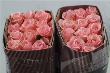 Rosa 50cm