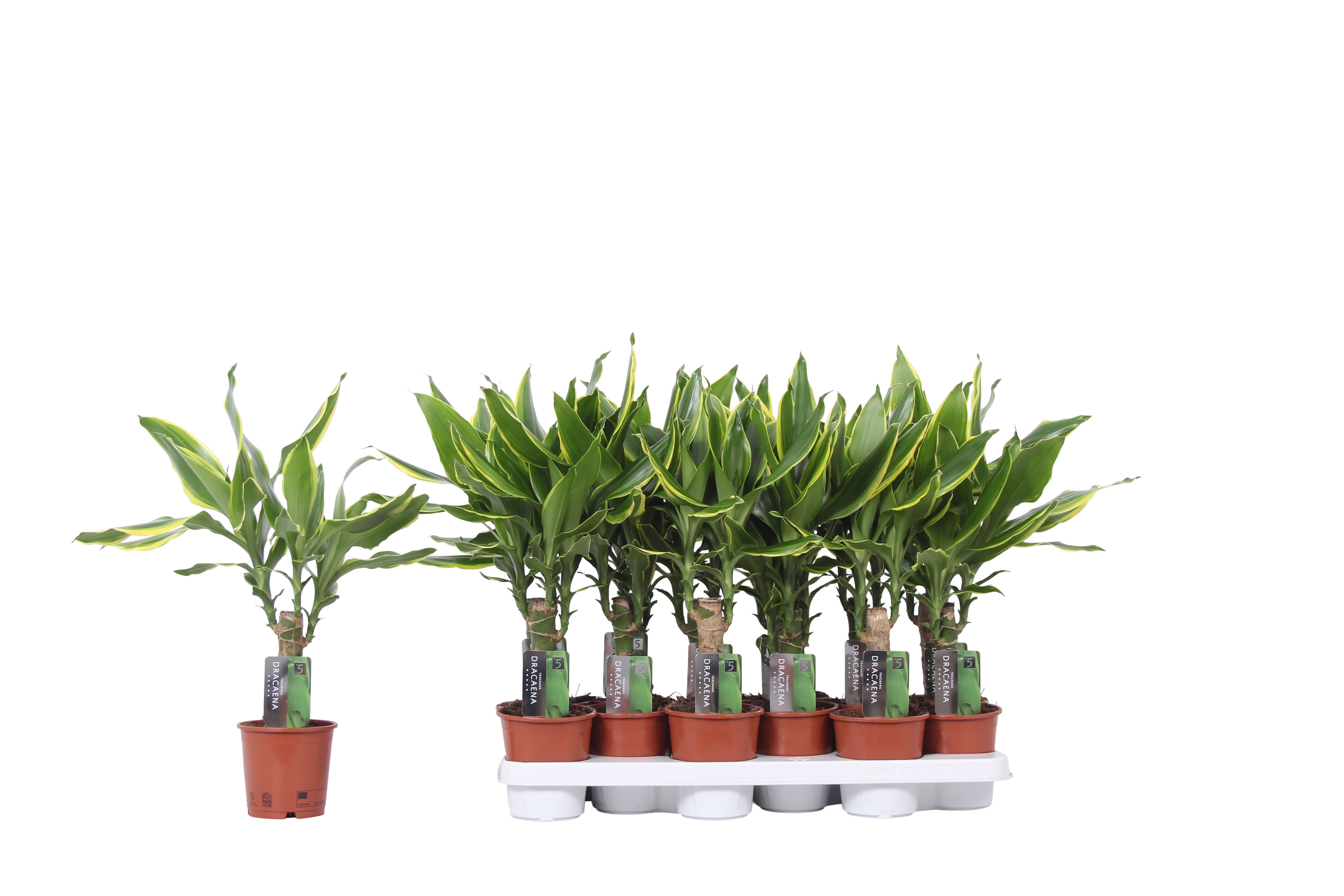 polyscias bonsai pflege Polyscias parsley bonsai (Fiederaralie) kaufen main image 1