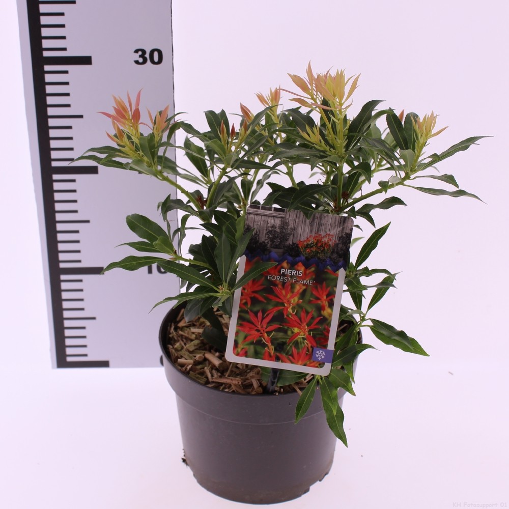 Picture of Pieris Forest Flame