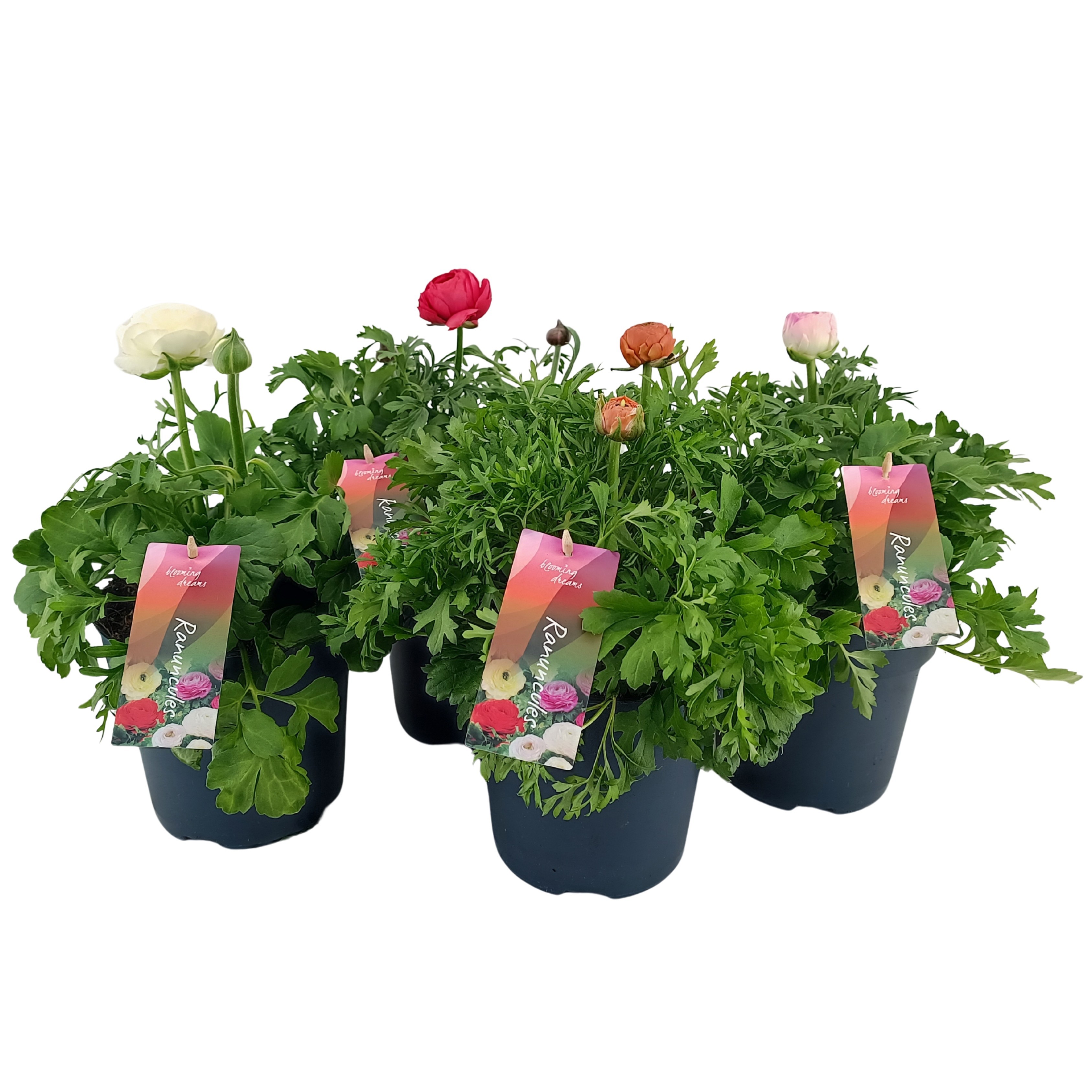 Ranunculus asiaticus "Sprinkles" Mix