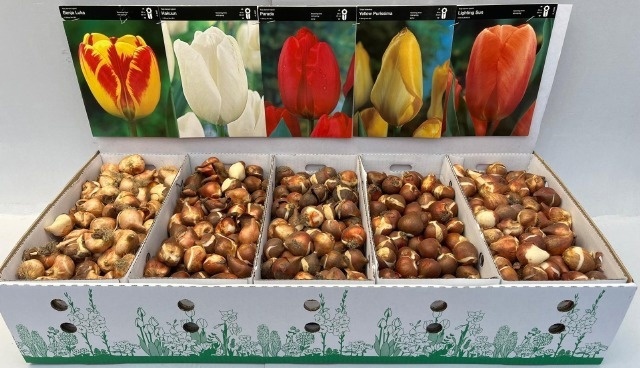 Bloembol Tulipa
