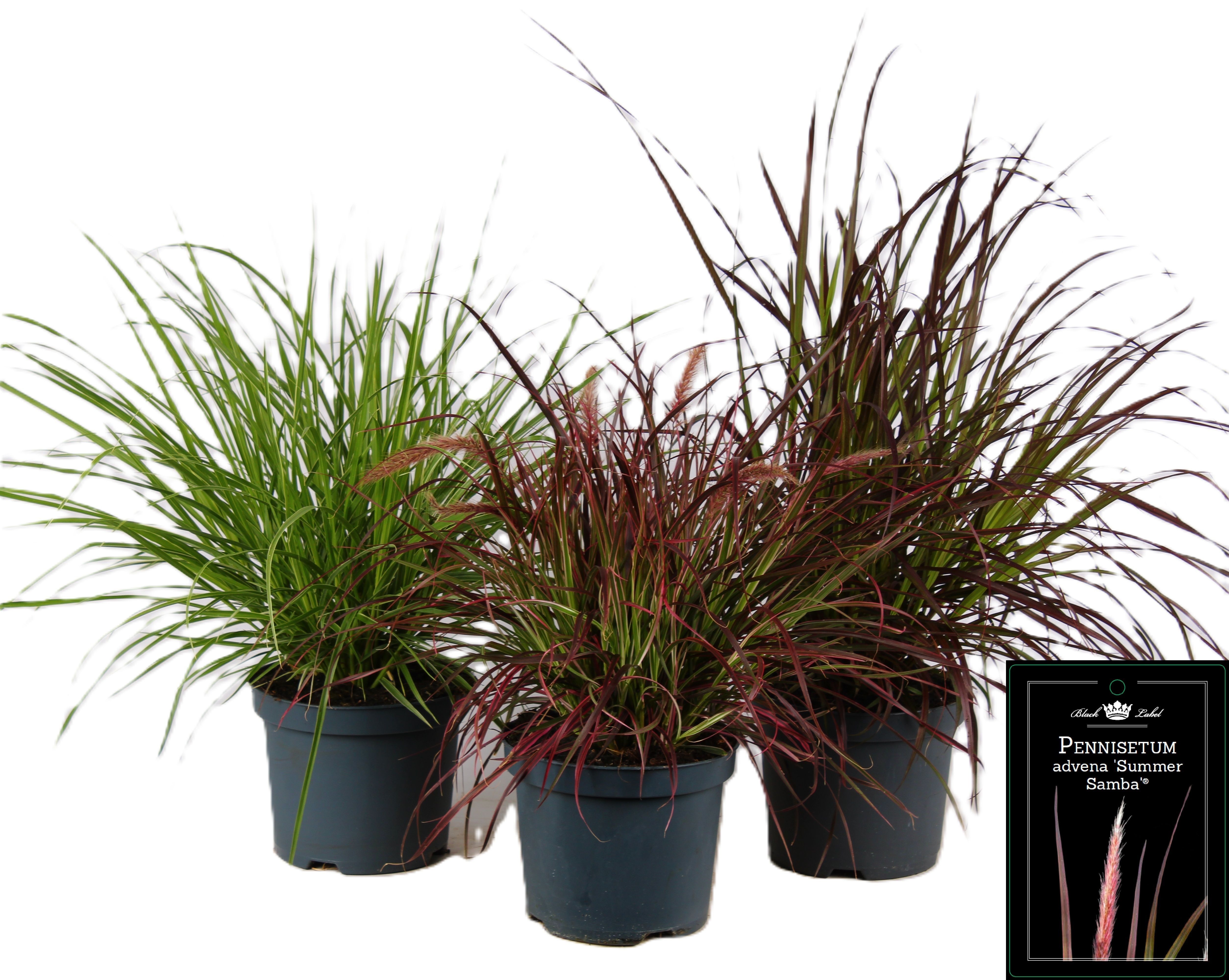 Picture of Pennisetum x advena mixed-shelf