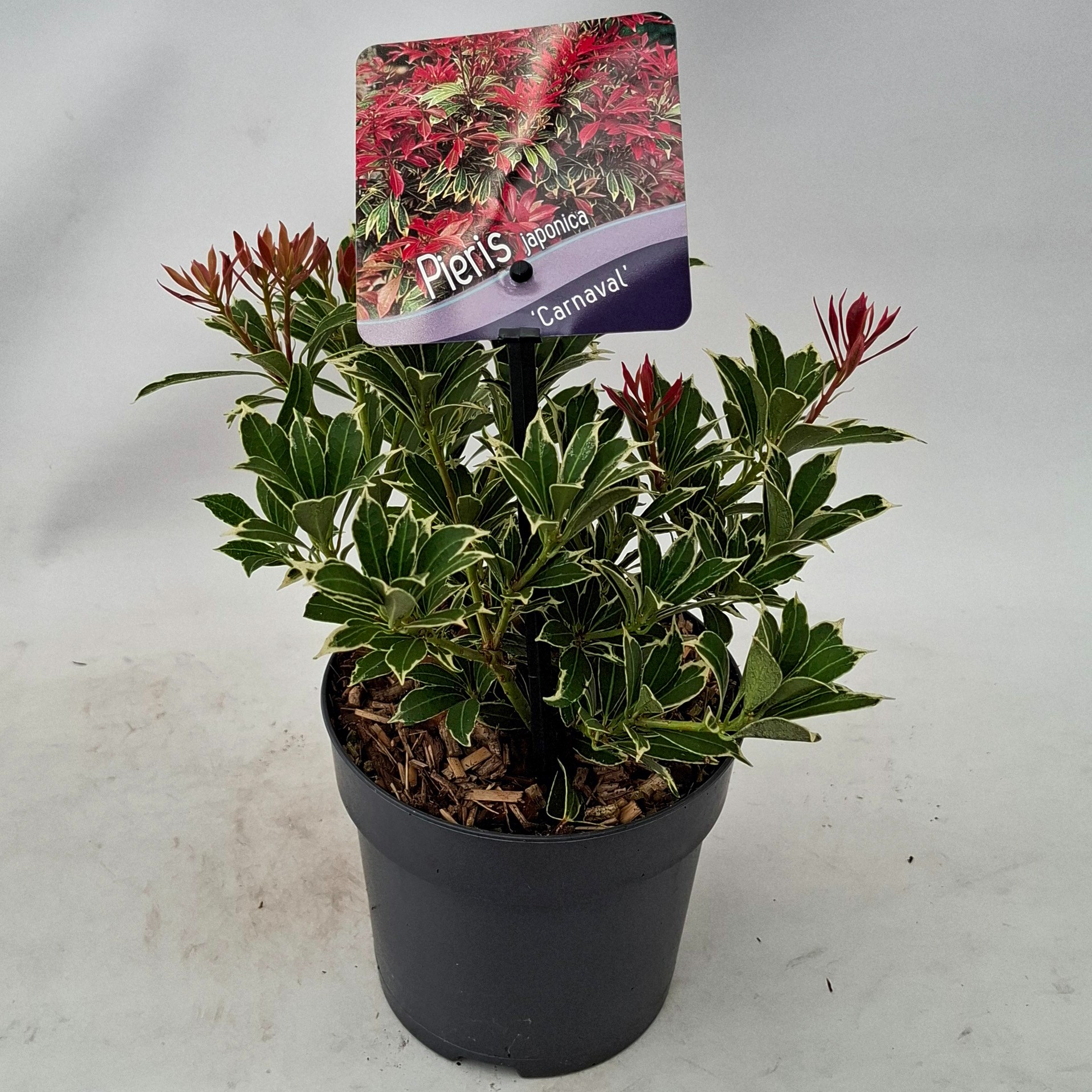 Picture of Pieris japonica 'Carnaval'