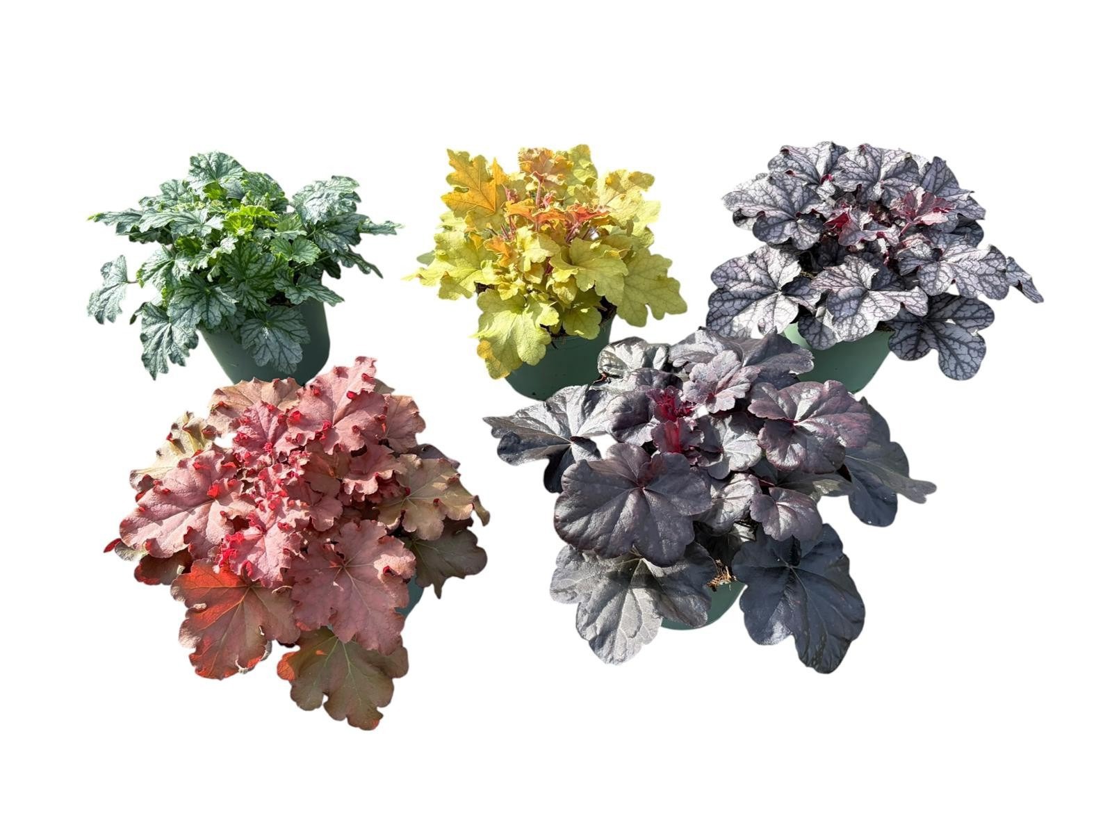 Heuchera in diverse kleuren