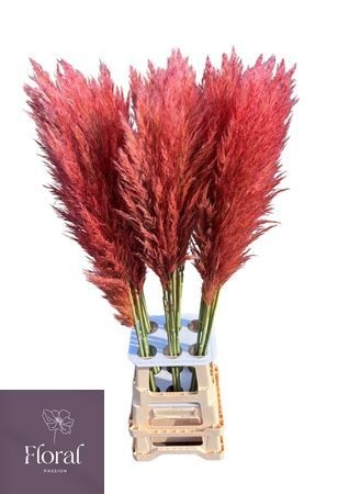 Cortaderia Selloana Dried 120cm
