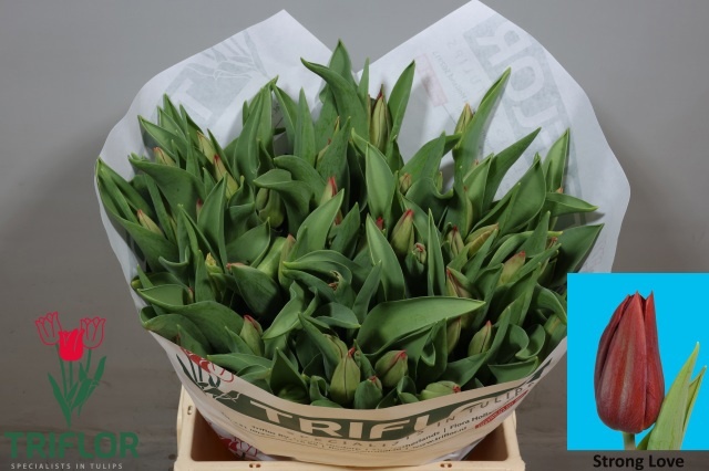 Tulipa Strong Love 40cm 39gram