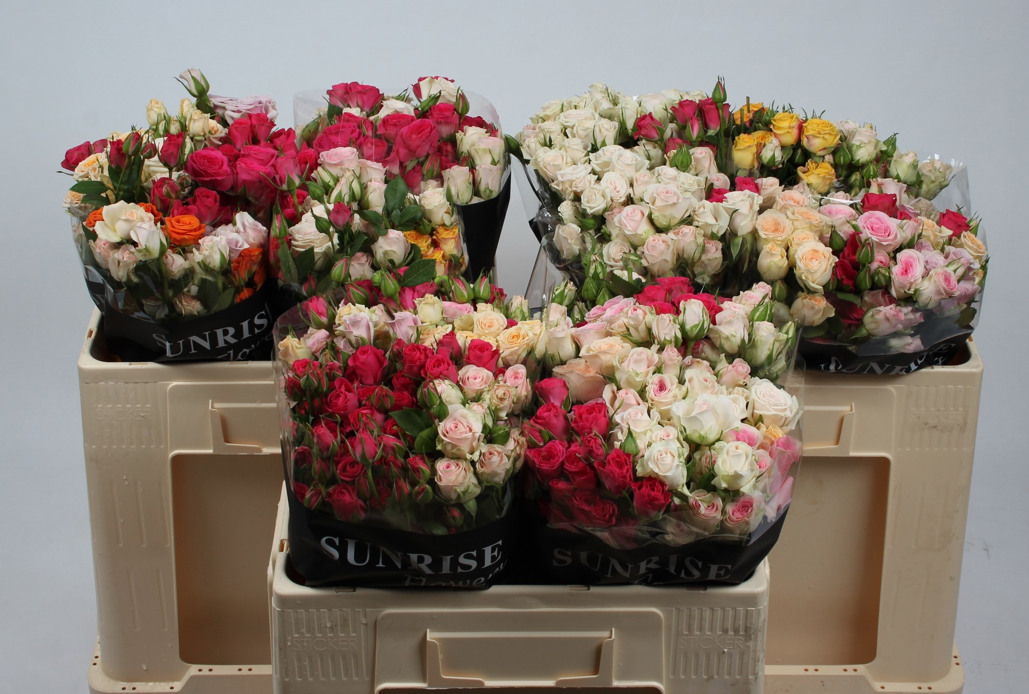 Rosa Spr Mixed In Bunch 50cm
