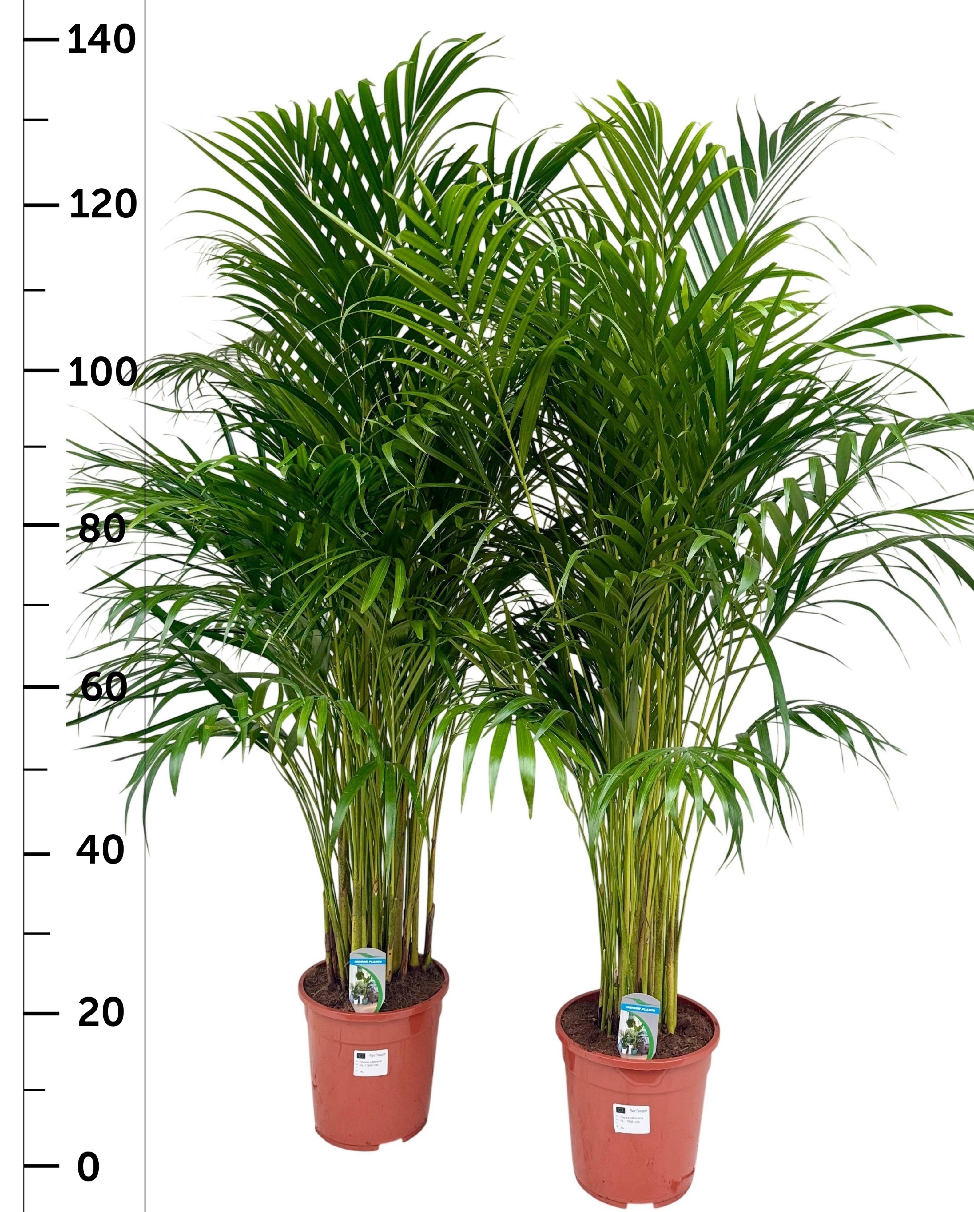 Chrysalidocarpus Lut 21Ø 135cm