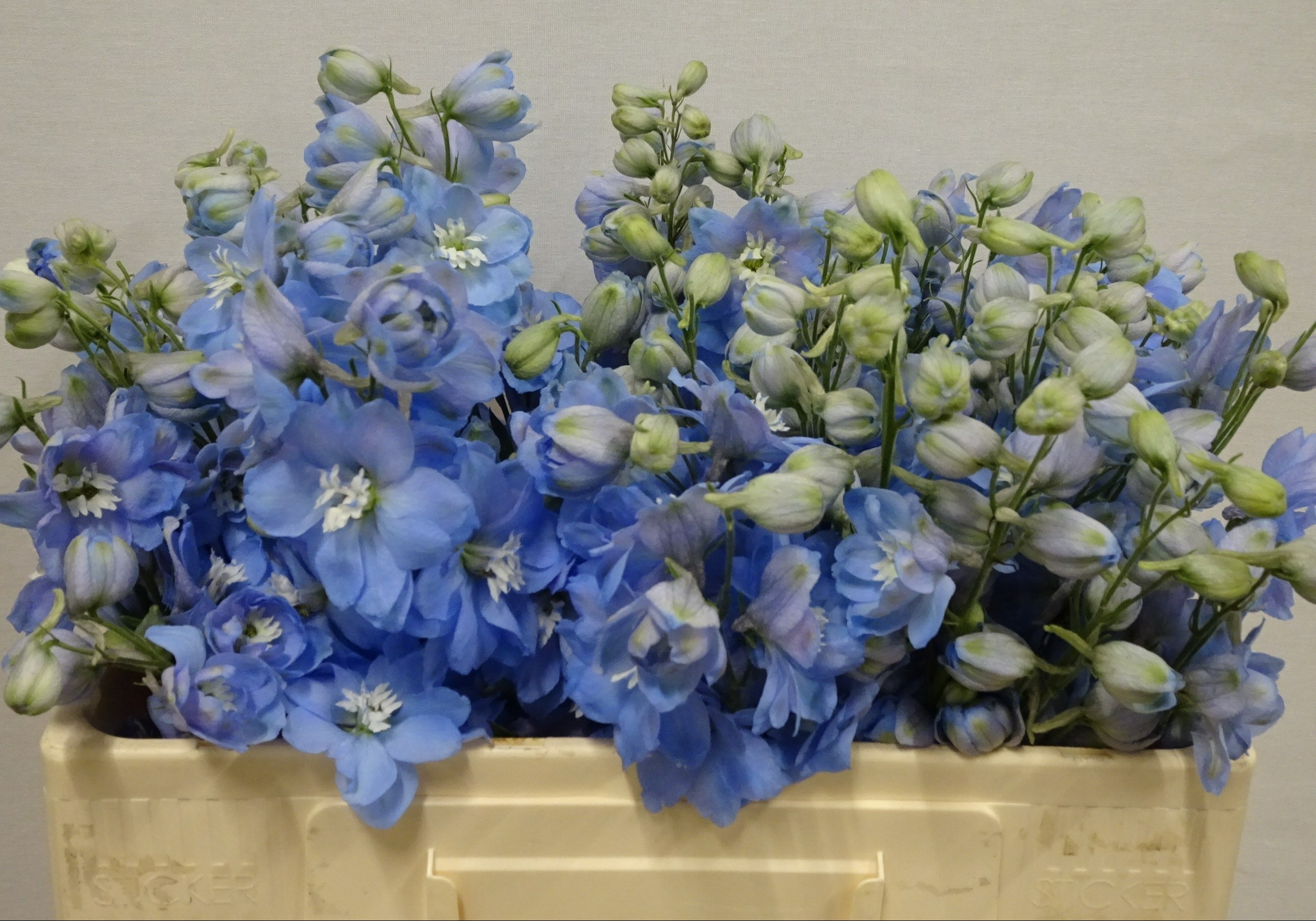 Delphinium El Dewi Boy 50cm
