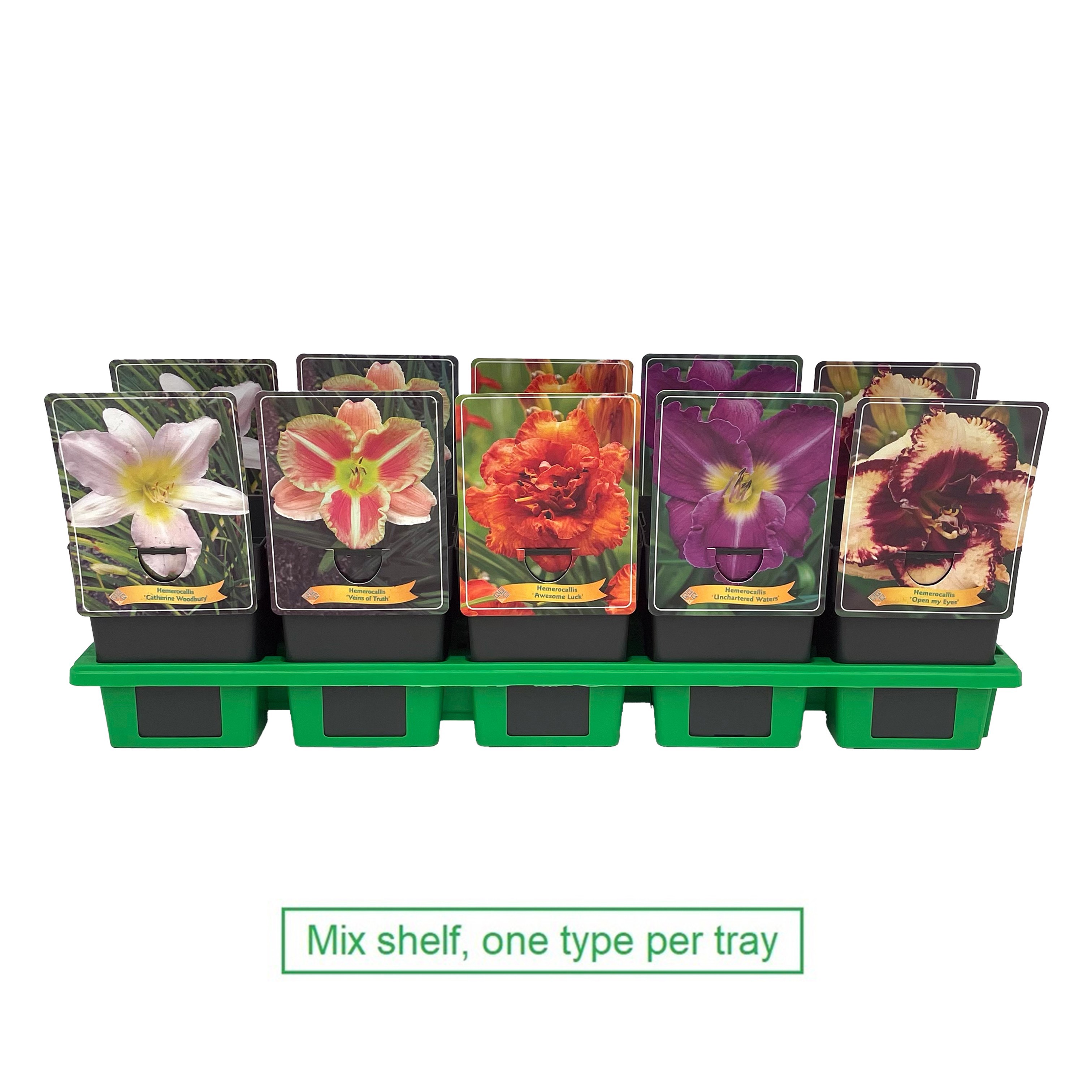 Picture of Hemerocallis Mix 6x10 srt. per shelve P11